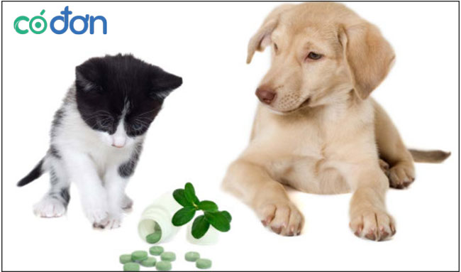 Cập nhật 55 về mô hình kinh doanh pet shop hay nhất  trieuson5