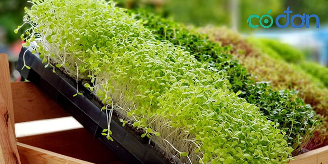 10 Mô hình trồng rau sạch tại nhà thông minh  Kênh Sinh Viên